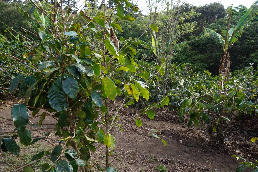 Plantacja kawy liść jarmużu