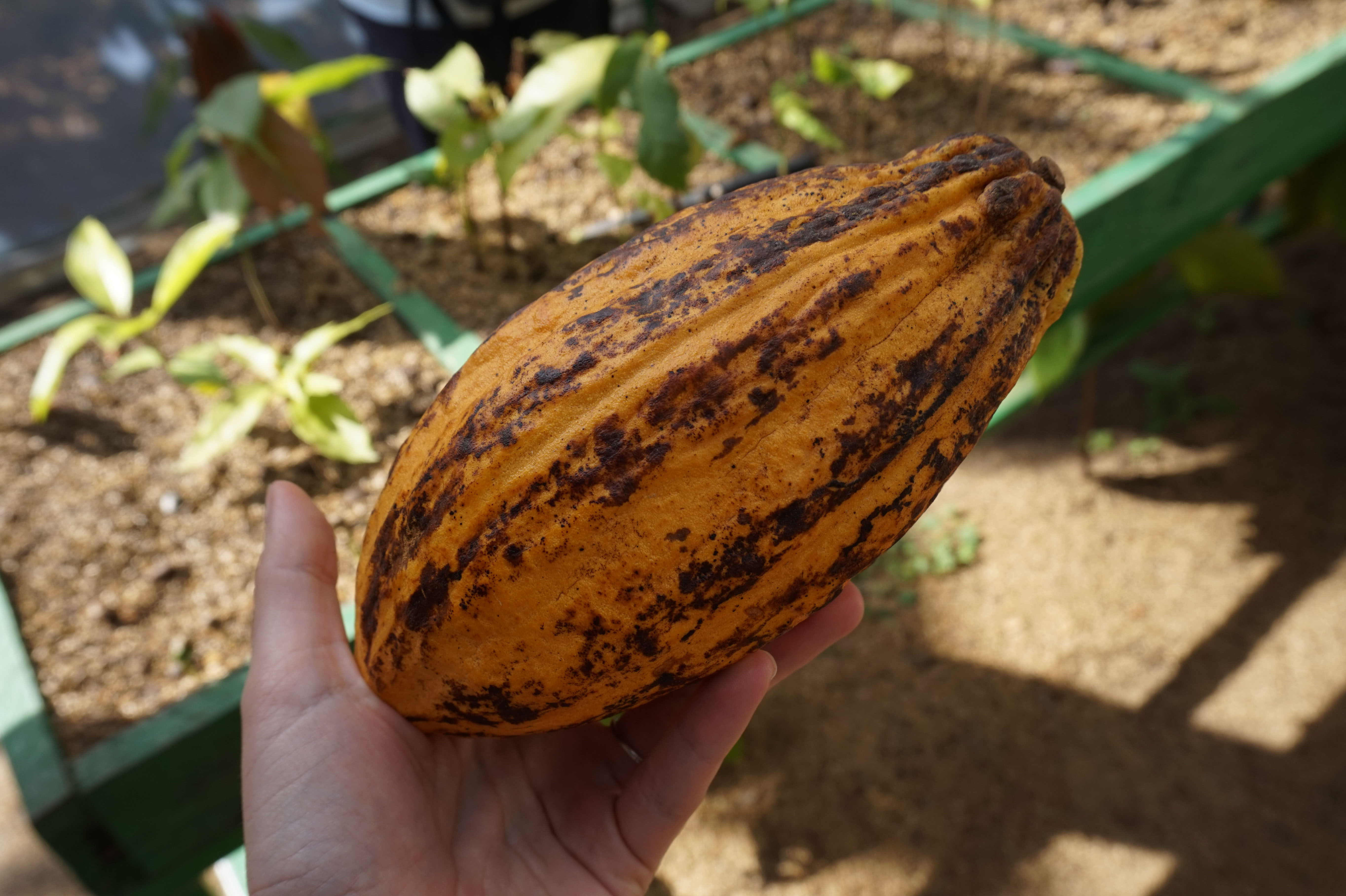 Kakaowiec